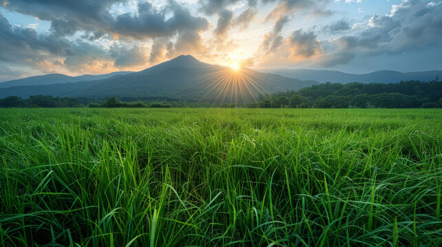 夕陽下的翠綠草地和遠處的山峰