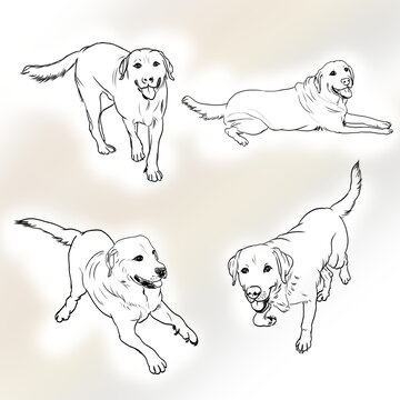 拉不拉多犬