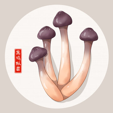 黑雞叢菌插畫