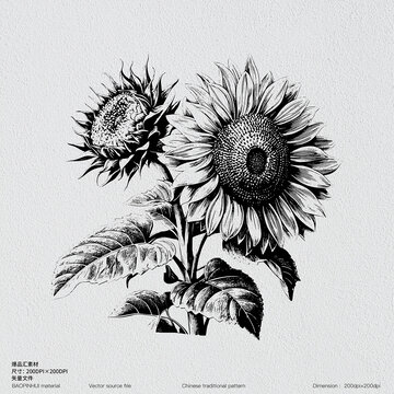 向日葵葵花籽素描版畫矢量素材線描葵花