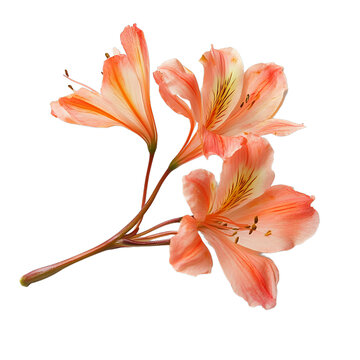 [免摳素材]透明背景上的橙色百合花特寫(xiě)