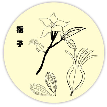 手繪梔子線稿