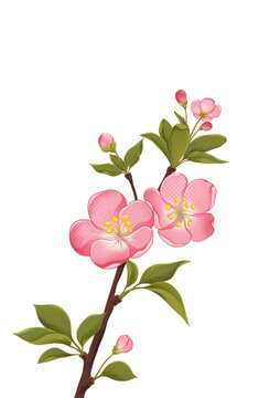國(guó)潮手繪海棠花素材