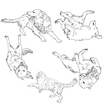 狗狗線稿