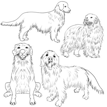 黃金獵犬
