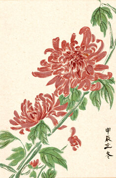水墨國畫菊花插畫