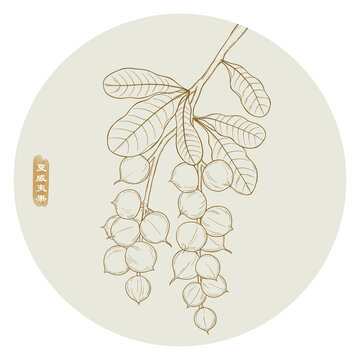 線描夏威夷果