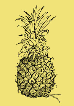 免摳菠蘿插畫線稿