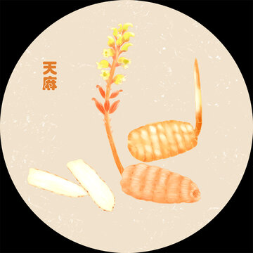 手繪中藥天麻