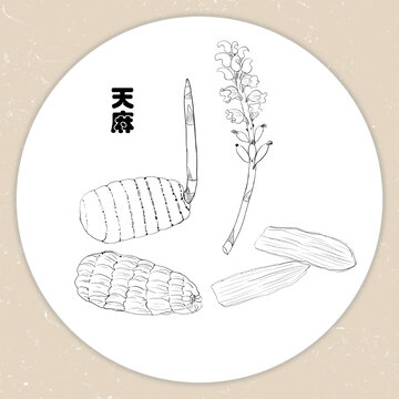 手繪天麻線稿