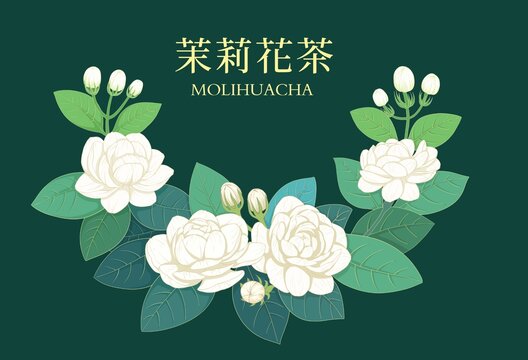 茉莉花插畫