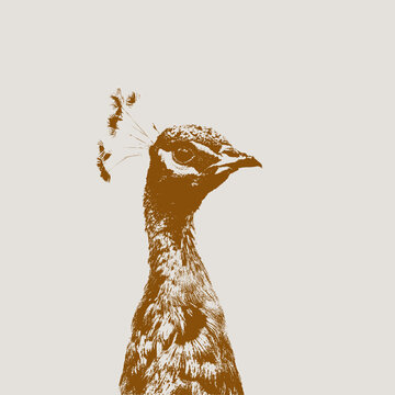 孔雀