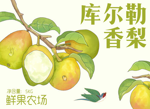 庫爾勒香梨手繪插畫