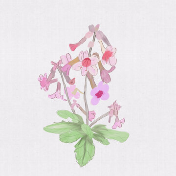 地黃花