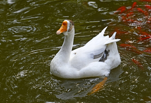 池塘里的鵝