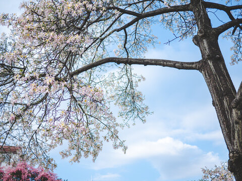 華南師范大學(xué)校內(nèi)白花異木棉花開