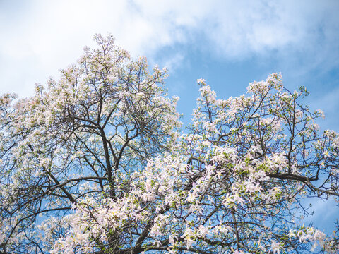 華南師范大學校內白花異木棉花開