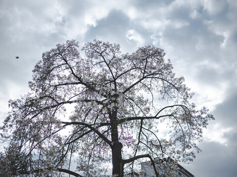 華南師范大學(xué)校內(nèi)白花異木棉花開