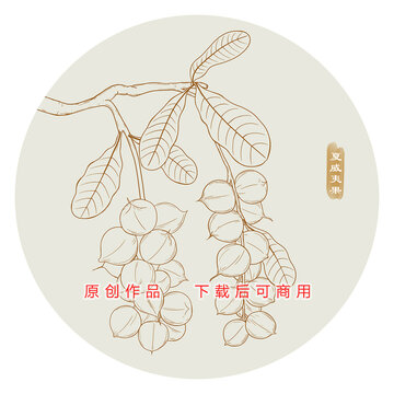線描夏威夷果