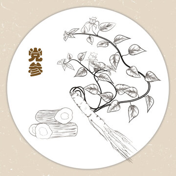 手繪黨參線稿插畫(huà)