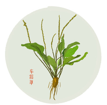 車前草