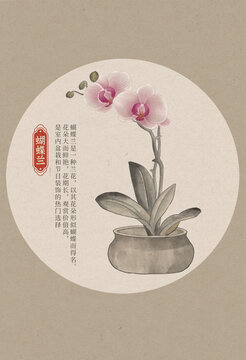 蝴蝶蘭國潮國風水彩插畫