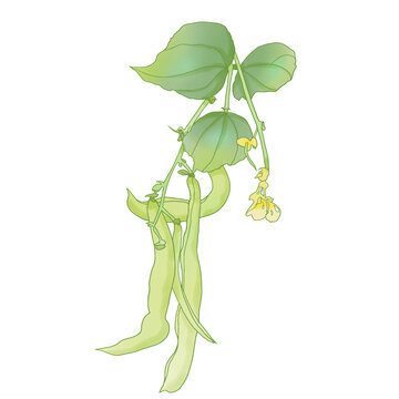手繪蔬菜豆角