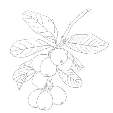 枇杷線稿