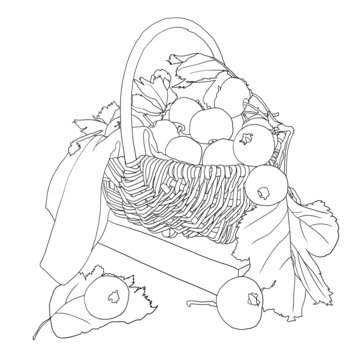山楂線稿
