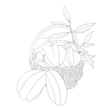 楊桃線稿