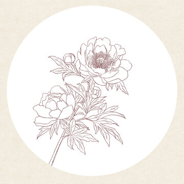 芍藥白描