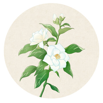 國風梔子花插畫