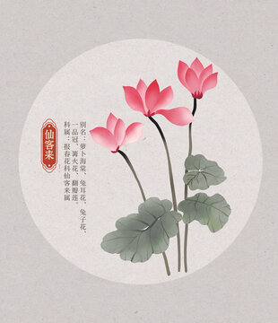 仙客來(lái)花朵國(guó)潮國(guó)風(fēng)水彩插畫(huà)