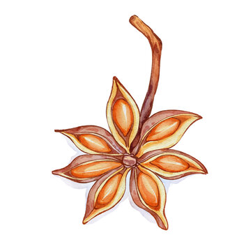 八角手繪中藥材水彩插畫