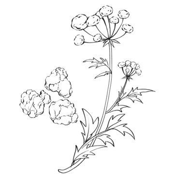 茶芎線稿手繪中藥材水彩插畫
