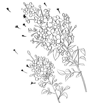 丁香線稿手繪中藥材水彩插畫