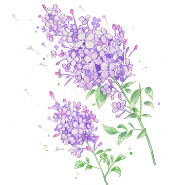 丁香手繪中藥材水彩插畫