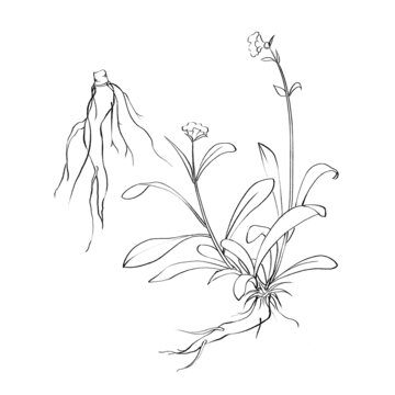 甘松線稿手繪中藥材水彩插畫