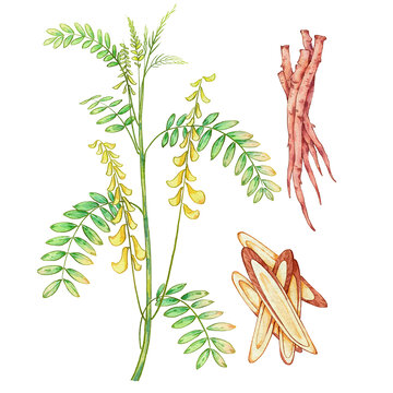 紅芪手繪中藥材水彩插畫