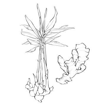 姜線稿手繪中藥材水彩插畫