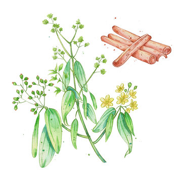 肉桂手繪中藥材水彩插畫