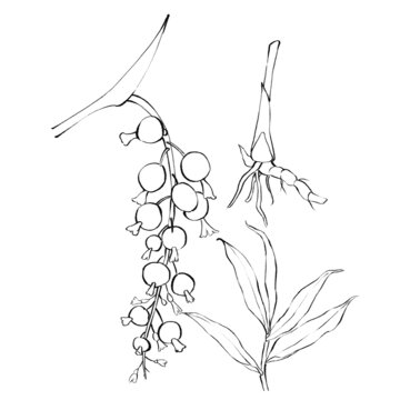 砂仁線稿手繪中藥材水彩插畫