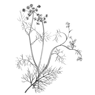 小茴香線稿手繪中藥材水彩插畫