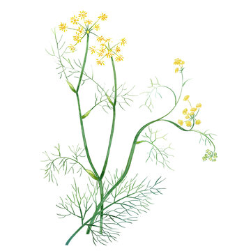 小茴香手繪中藥材水彩插畫(huà)