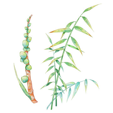 益智手繪中藥材水彩插畫