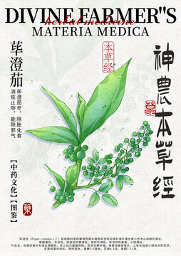 蓽澄茄中藥材水彩設(shè)計(jì)模版