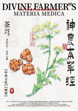 茶芎中藥材水彩設(shè)計(jì)模版