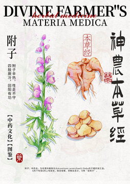 附子中藥材水彩設(shè)計(jì)模版