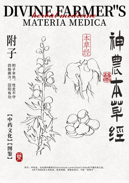附子線稿中藥材水彩設(shè)計模版