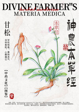 甘松中藥材水彩設(shè)計模版